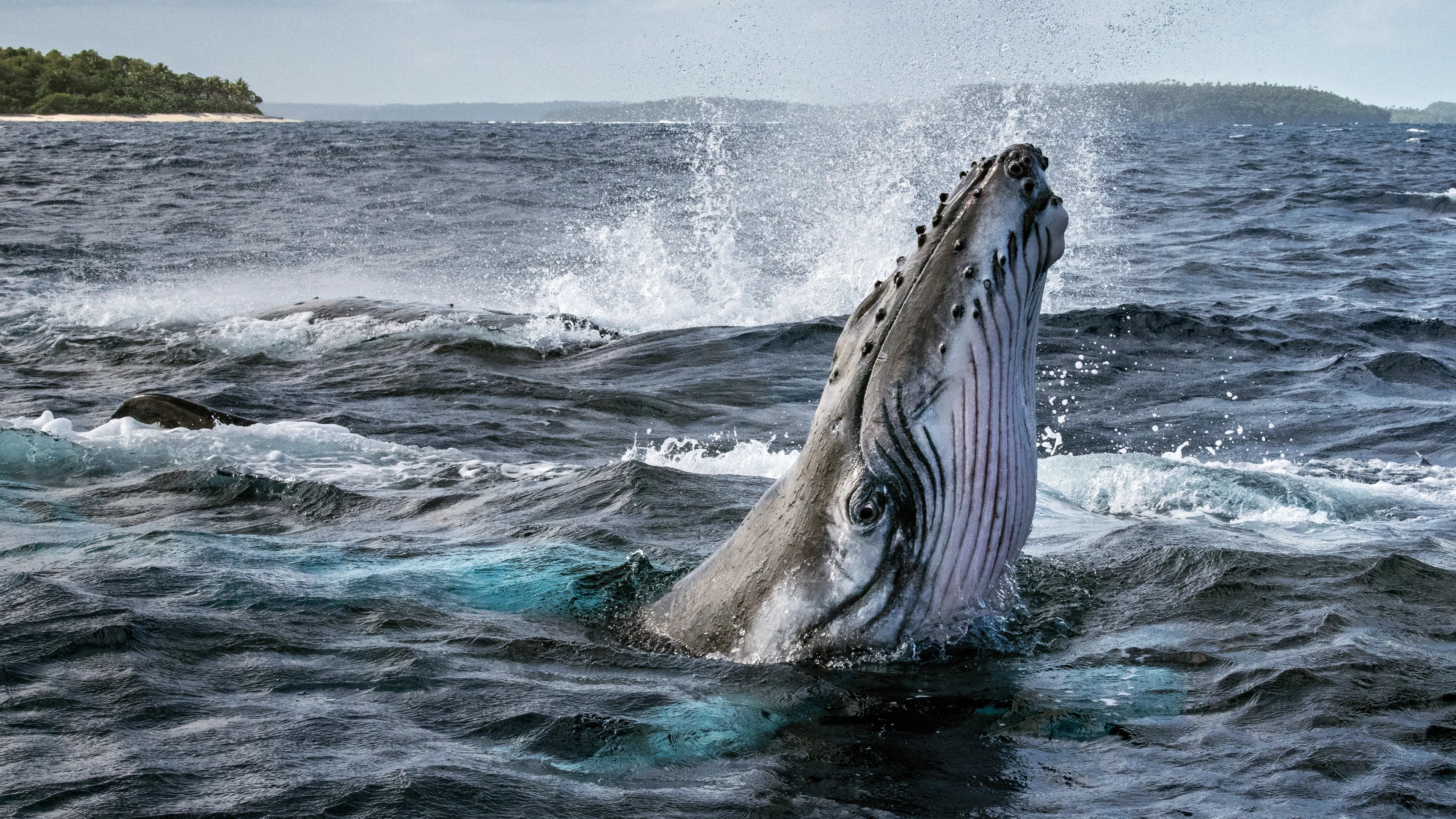 Couverture de Les Secrets des baleines