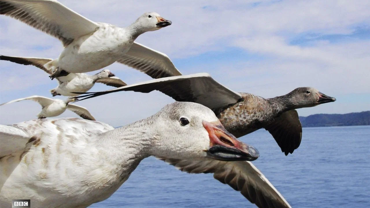 Couverture de À vol d'oiseau