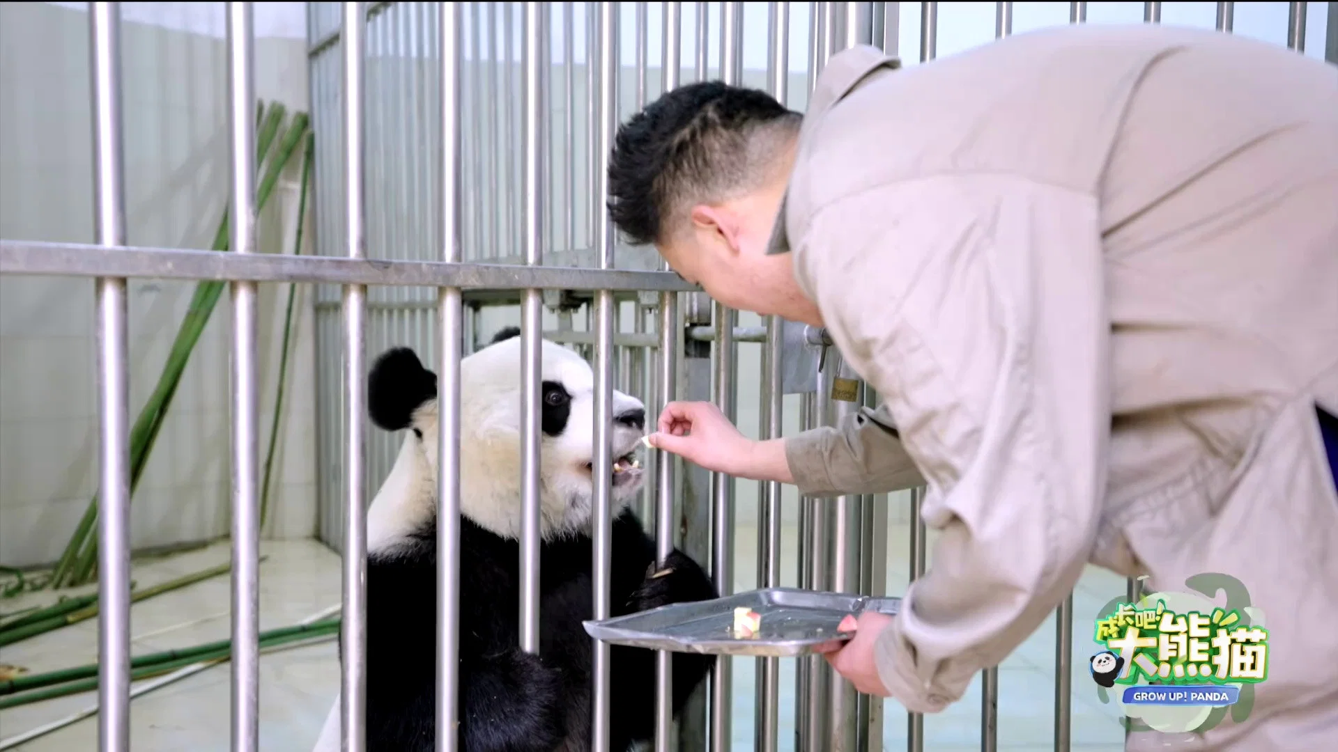 Couverture de Grow up!Panda