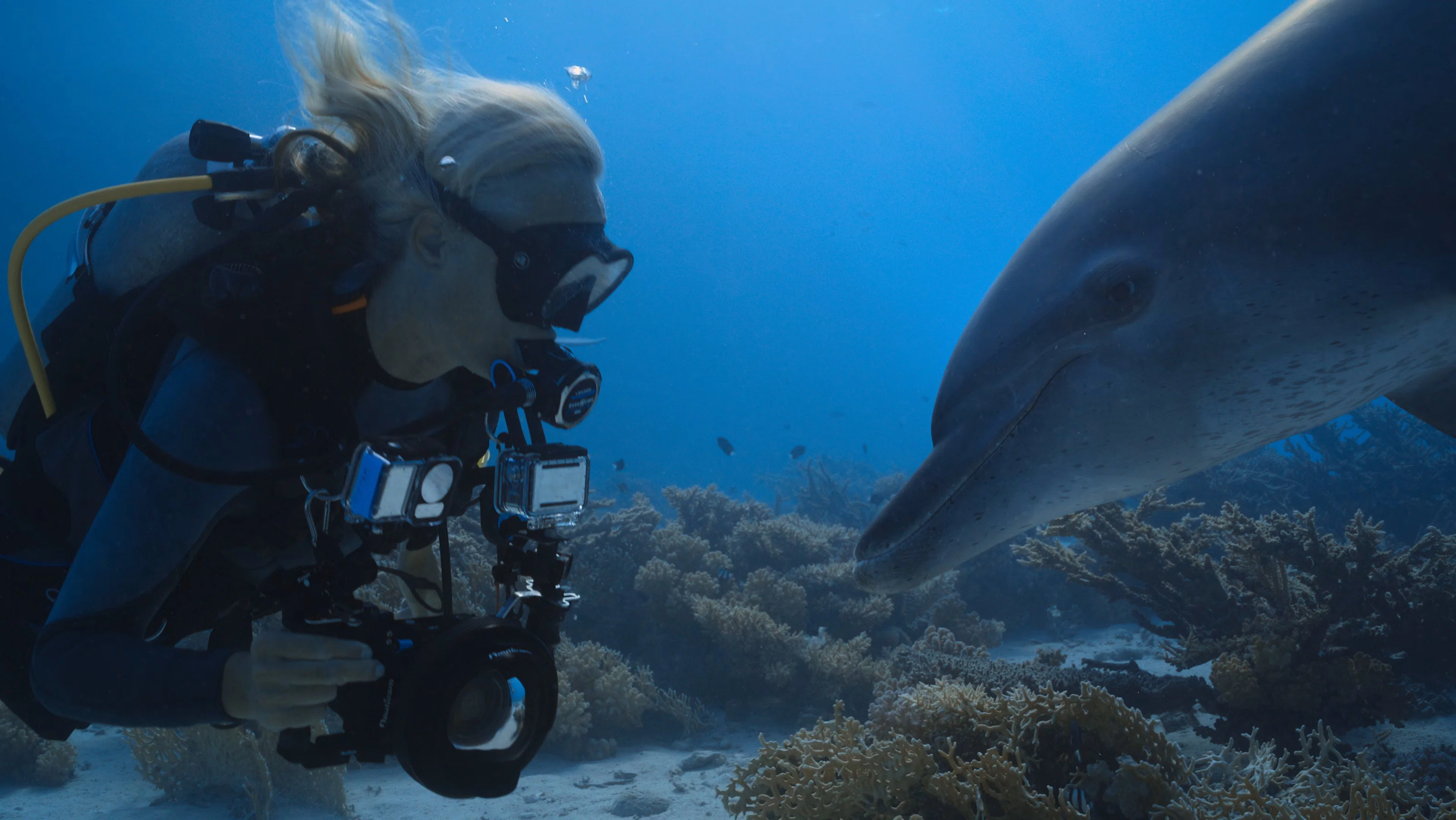Couverture de Dolphins: My Close Encounters