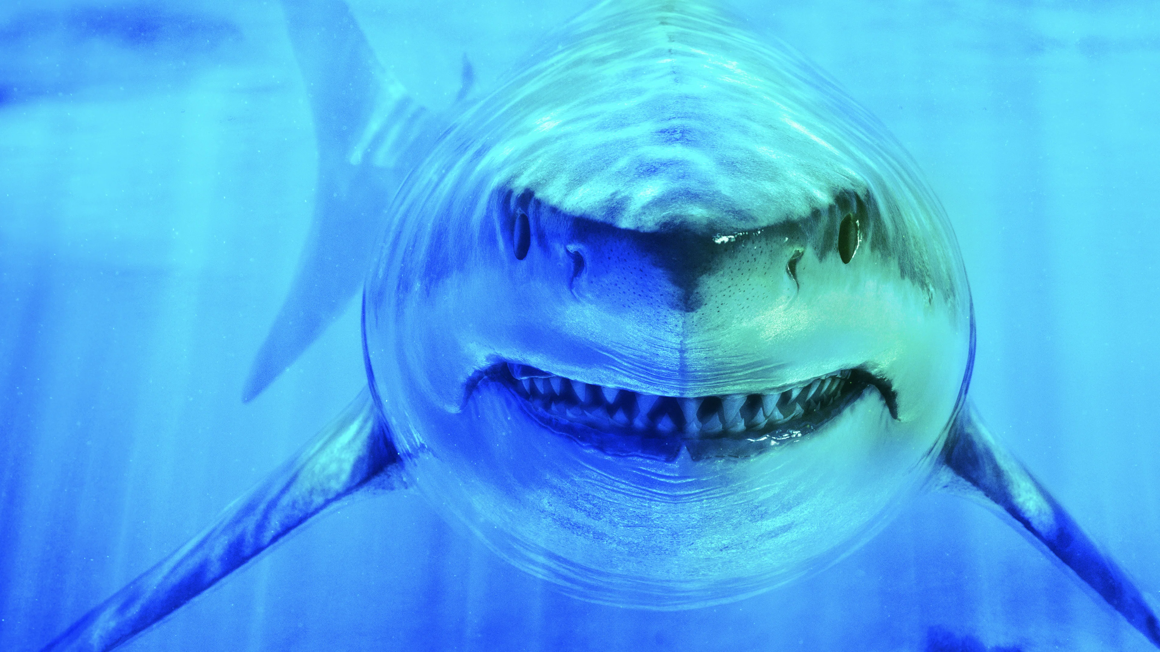 Couverture de World's Biggest Great White?