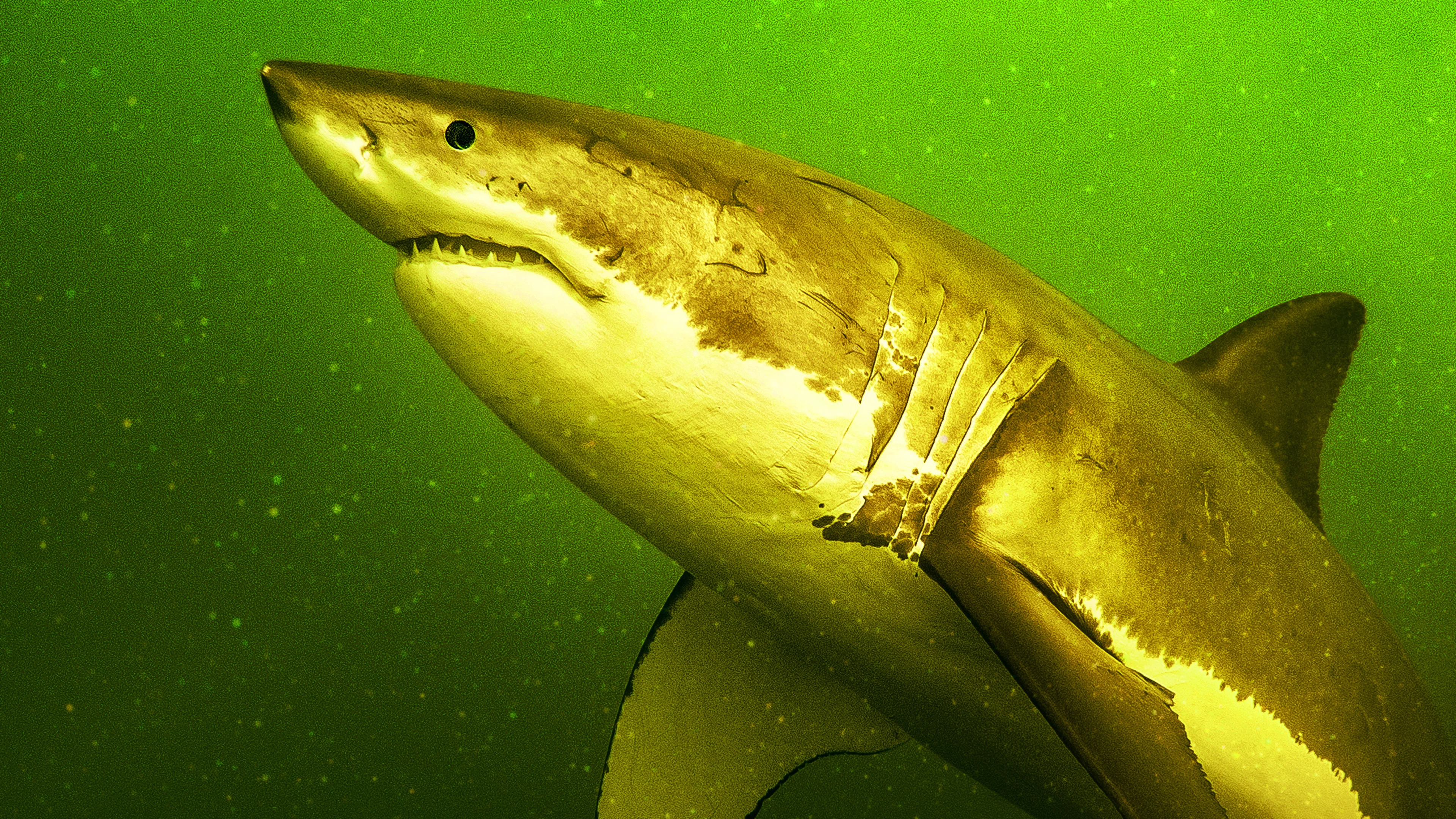 Couverture de Return of the White Shark