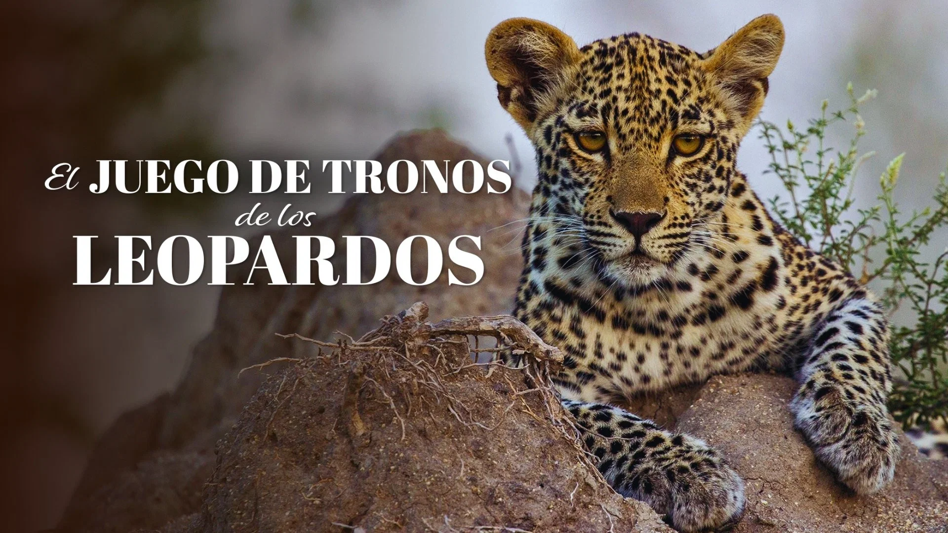 Couverture de A Game of Leopard Thrones