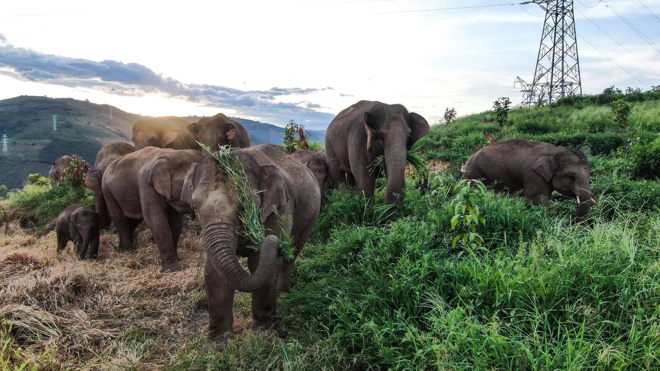 Couverture de The Elephant Odyssey